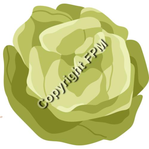157 Lettuce Thumbnail