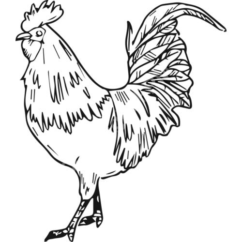 A1204 Chicken Thumbnail