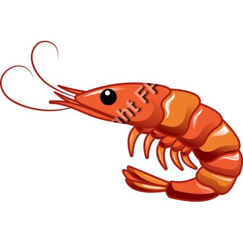 A1261 Shrimp Thumbnail