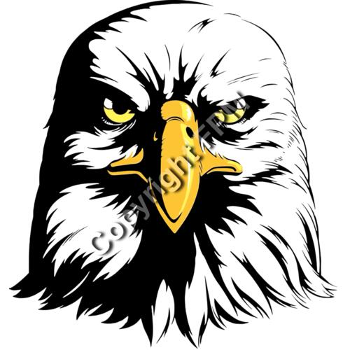 1306 Eagle Head 1306 Eagle Head Thumbnail