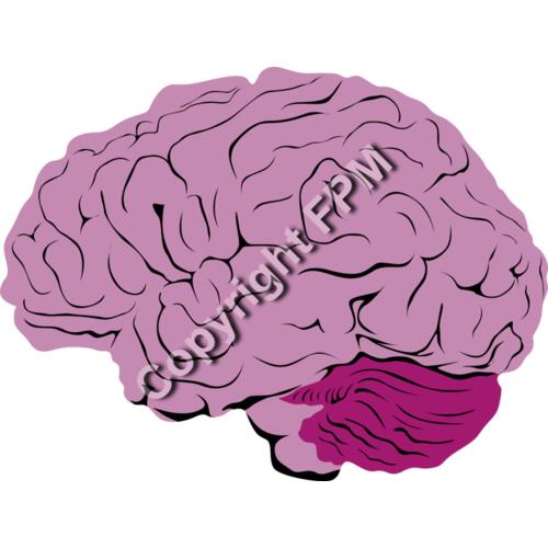 B1040 Brain Thumbnail