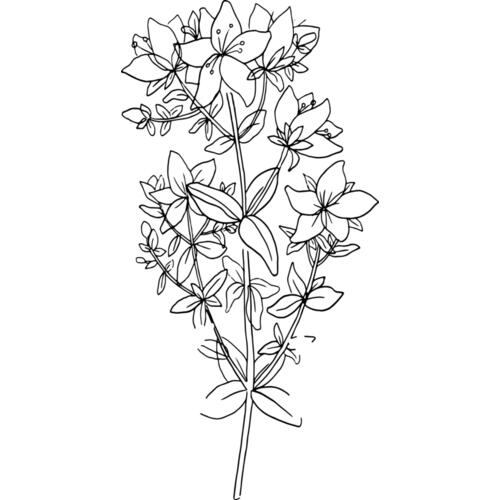 B6171 Floral Thumbnail