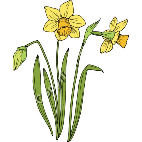 B6177 Daffodil Thumbnail