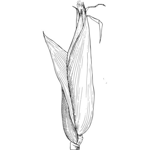 07987 Corn Thumbnail